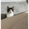 Taro Mochi 1 7