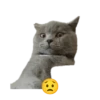 😸😽 Miau Miau 😽😸 13