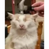 Gif kucing 18