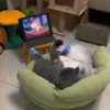 Gatos 🐱🐈 9