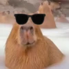 Capibara 🤎 8