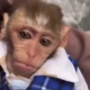 🐒 Monos Random 🇲🇽 🐒 5