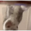Cariñositos Bonitos 😻😻 9