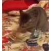 Gif kucing 24