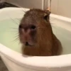Capibara 🤎 6
