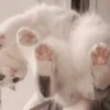 Sweets kittys 🐱💕 11