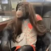 Monos changuitos 🦧 🦍🐒 30