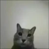 Gif kucing 22