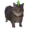 Memes Michis Random🐈‍⬛🐈🐾 15