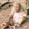 MONKEYYYY 17