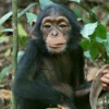 Macaco 🐒 10
