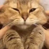 Moods gatos  7