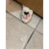Taro Mochi 1 9