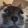 Gif kucing 9