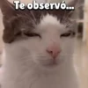 Te observó...