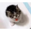 Gif kucing 29