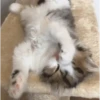 Moods gatos  5