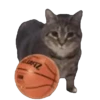 Memes Michis Random🐈‍⬛🐈🐾 6