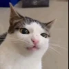 Reacción de gatos 16