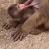 Monos y changuitos 🙈 6