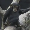 Macaco 🐒 12