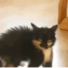📲UN MIX PAL CHAT 2 📲 8
