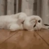 Moods gatos  10