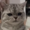 Moods gatos  14