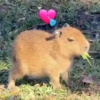 Capibara 🤎 9