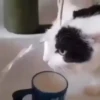 Gif kucing 25