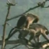 Macaco 🐒 6