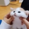 Sweets kittys 🐱💕 10