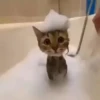 Gif kucing 12