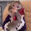 🐒 Monos Random 🇲🇽 🐒 7