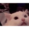 Kitty cats gif 13