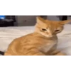 Kitty cats gif 11