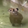 Capibara 🤎 11