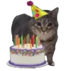 Memes Michis Random🐈‍⬛🐈🐾 16