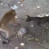 MONKEYYYY 16