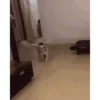 Perros y Gatos Random 🐕🐈 16