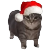 Memes Michis Random🐈‍⬛🐈🐾 19