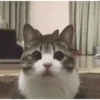 Moods gatos  18