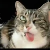 Reacción de gatos 15