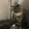 Gatos 🐱🐈 5