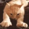 Moods gatos  9
