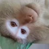 MONKEYYYY 5