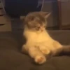 Gif kucing 30