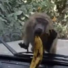 Macaco 🐒 21