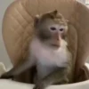 MONKEYYYY 14