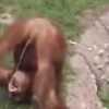 Macaco 🐒 14